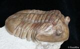Bargain Asaphus Lepidurus Trilobite #2790-3
